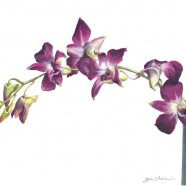 “Orchids” for John